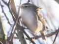 Hume's Leaf Warbler